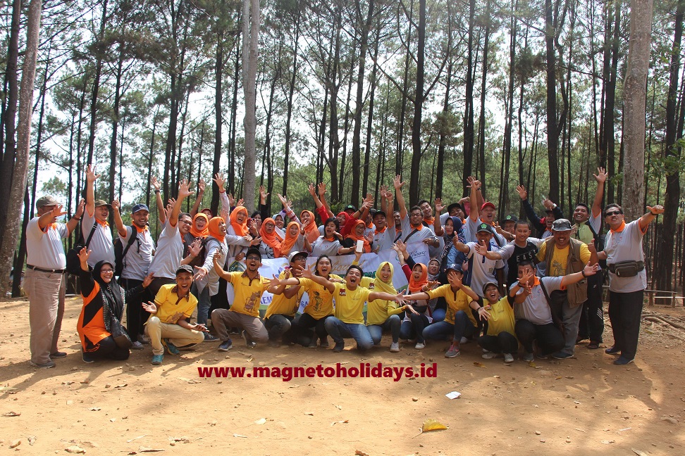 Hutan Pinus asri