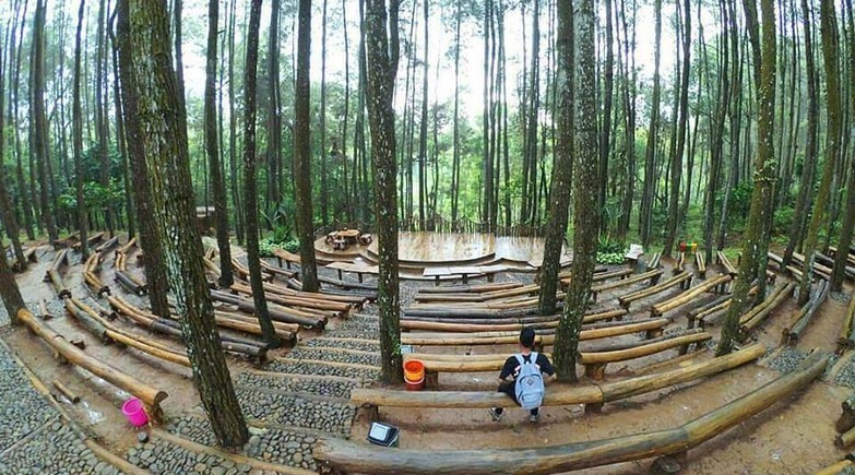 Pinus Asri