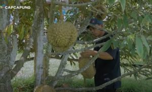 kebun buah durian nglanggeran