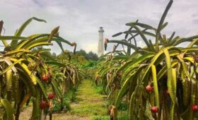 kebun buah naga pandansari