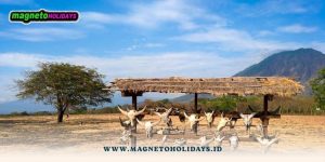 Backpacker ke Banyuwangi dari Jogja1 (2)