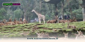Paket Tour Bogor dari Jogja2